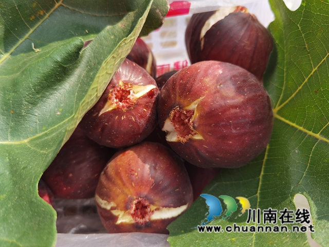 古蔺县永乐街道:新乡贤汪云友的甜蜜事业(图10) 古蔺县永乐街道:新乡贤汪云友的甜蜜事业(图10)
