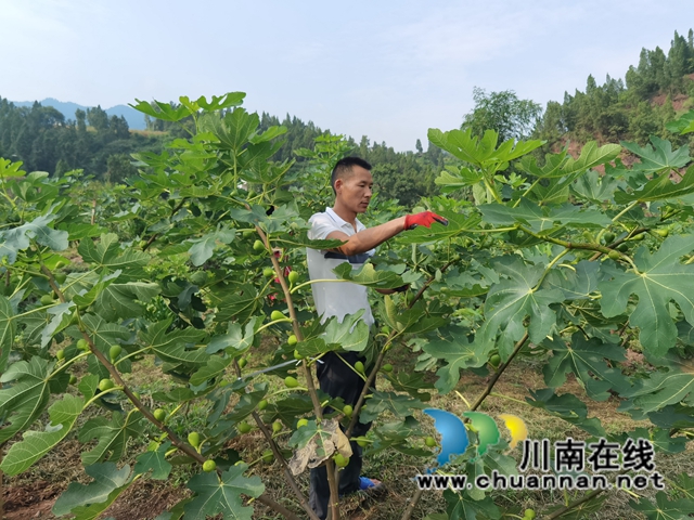 古蔺县永乐街道:新乡贤汪云友的甜蜜事业(图14) 古蔺县永乐街道:新乡贤汪云友的甜蜜事业(图14)
