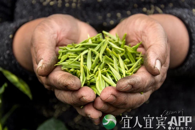 上半年电商交易额234.9亿元！宜宾电商“加速跑”(图4)