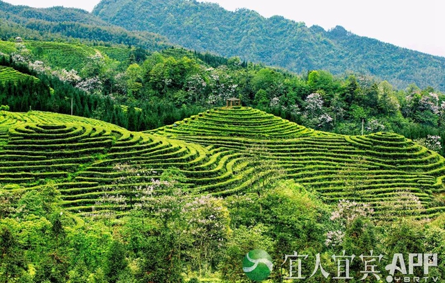 上半年电商交易额234.9亿元！宜宾电商“加速跑”(图3)