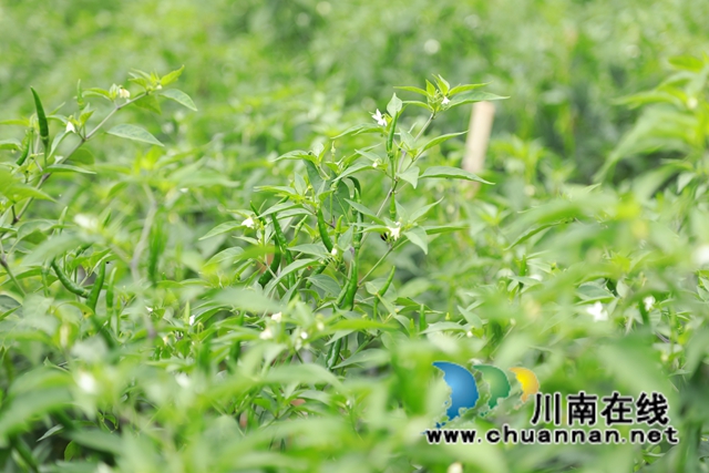 壮观！合江这个村辣椒挂满条，丰收场面红火……(图7)