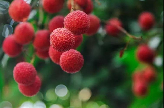 100元一斤的荔枝，泸州女子吃进了医院？