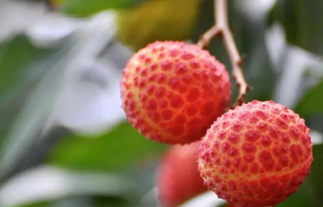 100元一斤的荔枝,泸州女子吃进了医院?(图10) 100元一斤的荔枝,泸州女子吃进了医院?(图10)