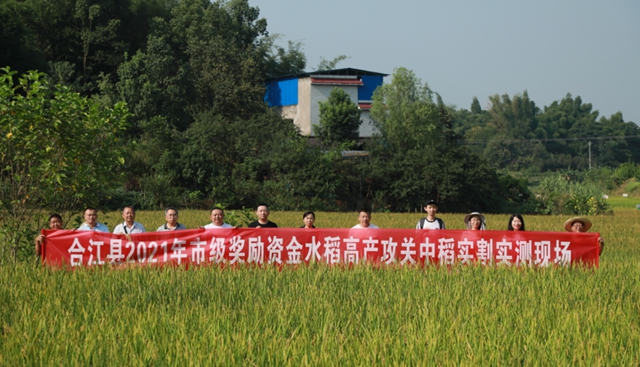 合江：又是一年水稻成熟时，稻浪金黄丰年至！(图1)