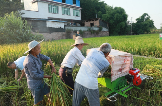 合江：又是一年水稻成熟时，稻浪金黄丰年至！(图2)