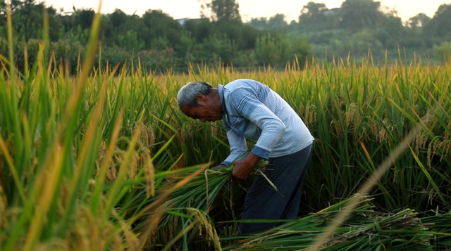 合江：又是一年水稻成熟时，稻浪金黄丰年至！(图4)