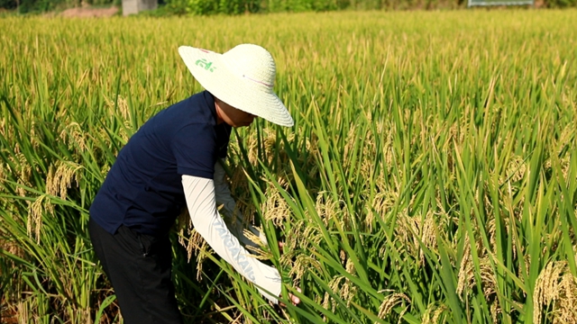 合江：又是一年水稻成熟时，稻浪金黄丰年至！(图3)