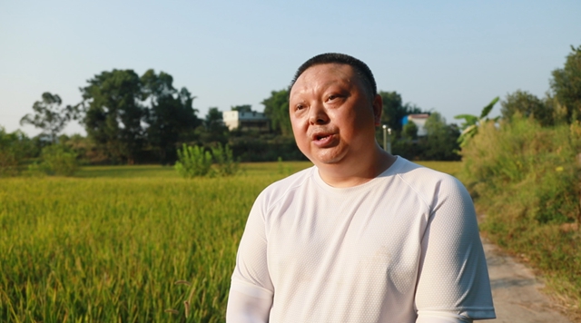 合江：又是一年水稻成熟时，稻浪金黄丰年至！(图6)