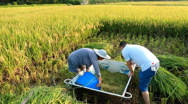 合江：又是一年水稻成熟时，稻浪金黄丰年至！(图7)