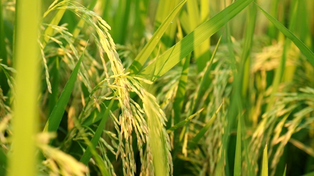 合江：又是一年水稻成熟时，稻浪金黄丰年至！(图8)