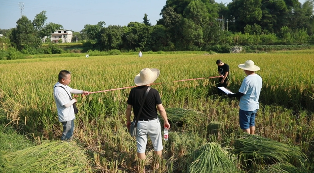 合江：又是一年水稻成熟时，稻浪金黄丰年至！(图9)