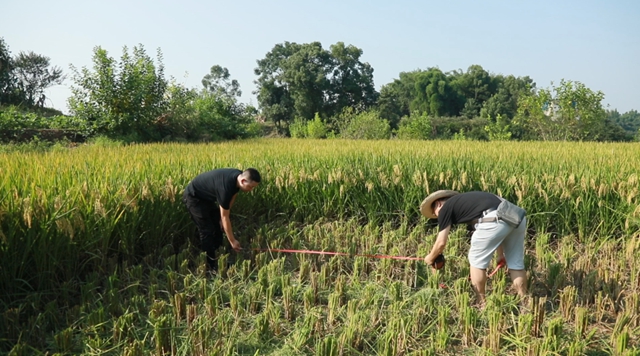 合江：又是一年水稻成熟时，稻浪金黄丰年至！(图10)