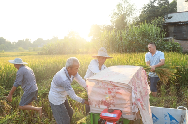 合江：又是一年水稻成熟时，稻浪金黄丰年至！(图11)