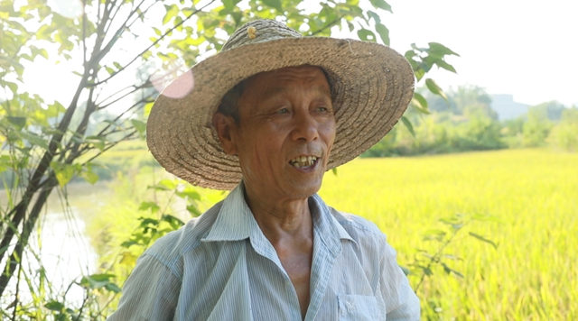 合江：又是一年水稻成熟时，稻浪金黄丰年至！(图12)