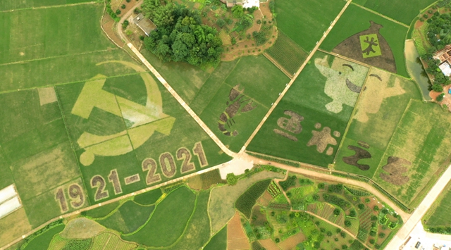 合江：又是一年水稻成熟时，稻浪金黄丰年至！(图14)