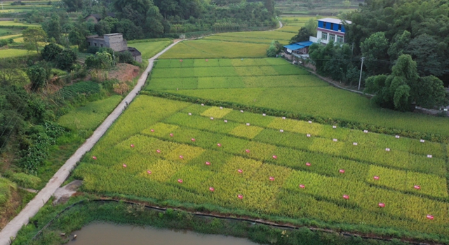 合江：又是一年水稻成熟时，稻浪金黄丰年至！(图13)