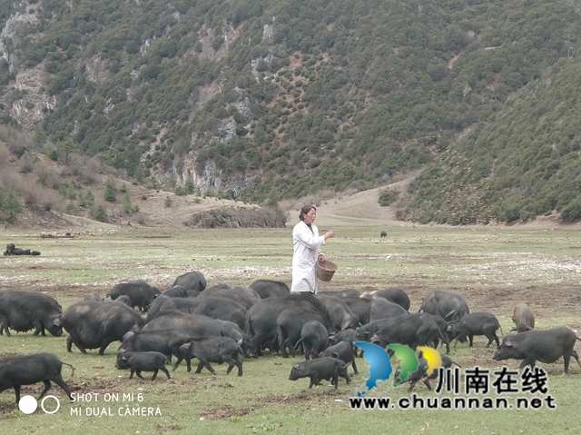 泸州市援建队着力产业发展助推乡城县乡村振兴(图8)