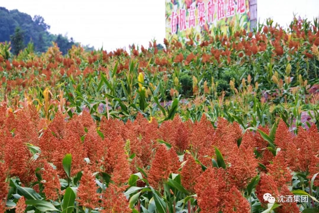 大红高粱红透酒乡！中国沈酒庄2000余亩糯红高粱迎来丰收季(图2)