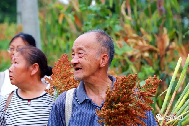 大红高粱红透酒乡！中国沈酒庄2000余亩糯红高粱迎来丰收季(图7)