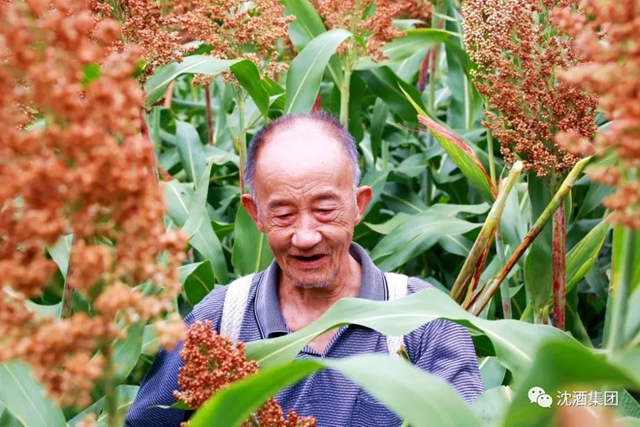 大红高粱红透酒乡！中国沈酒庄2000余亩糯红高粱迎来丰收季(图4)