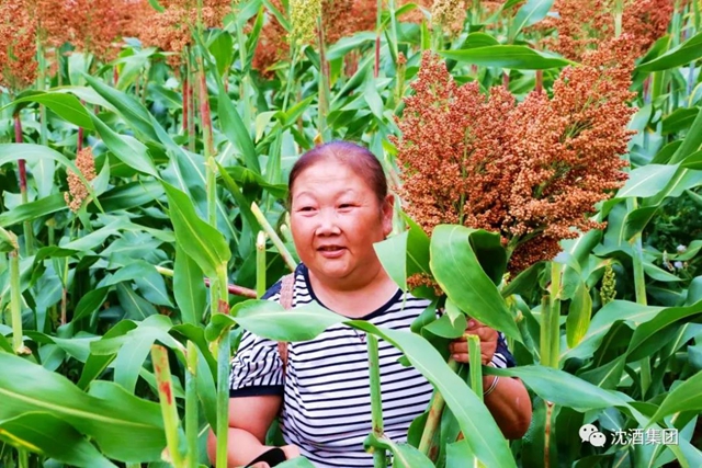 大红高粱红透酒乡！中国沈酒庄2000余亩糯红高粱迎来丰收季(图6)