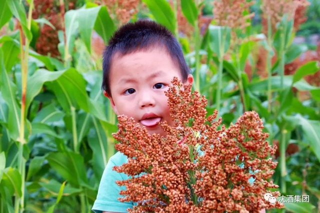 大红高粱红透酒乡！中国沈酒庄2000余亩糯红高粱迎来丰收季(图8)