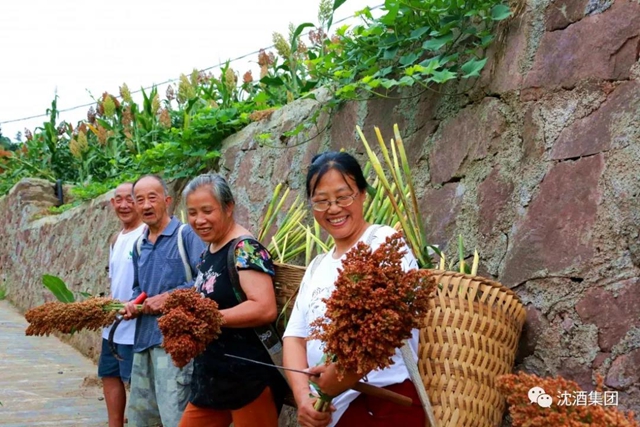 大红高粱红透酒乡！中国沈酒庄2000余亩糯红高粱迎来丰收季(图9)