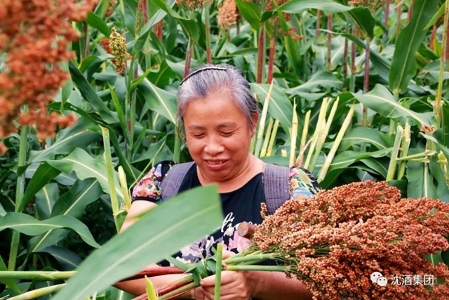 大红高粱红透酒乡！中国沈酒庄2000余亩糯红高粱迎来丰收季(图5)