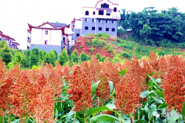 大红高粱红透酒乡！中国沈酒庄2000余亩糯红高粱迎来丰收季(图3)