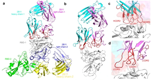 重要发现！中国研究团队发现针对德尔塔毒株有效单克隆抗体(图2)