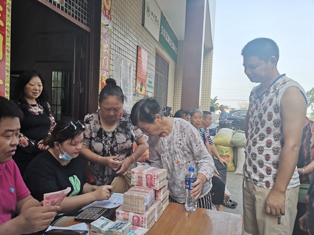 订单种植　泸县方洞镇万亩酿酒高粱收入1600万元！(图6)