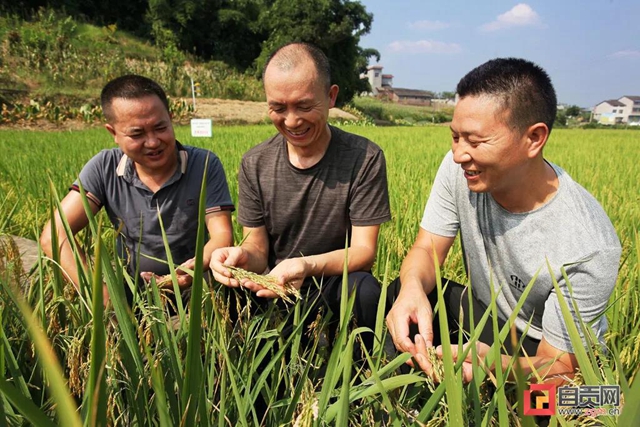 袁隆平曾关注的“自贡稻”迎来丰收！(图4)