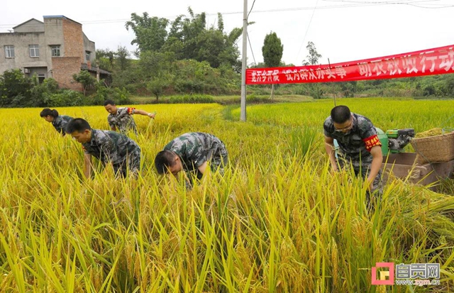 袁隆平曾关注的“自贡稻”迎来丰收！(图9)