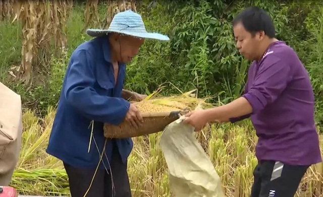 合江县：镇村干部齐上阵，助农抢收稻谷忙！(图3)