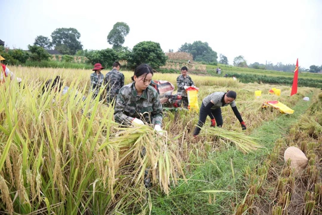 合江县：镇村干部齐上阵，助农抢收稻谷忙！(图5)