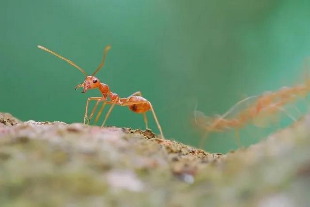 【扩散】致命“红火蚁”出没，泸州男子被咬伤入院(图11)