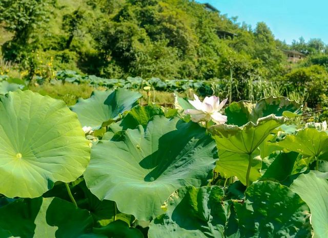 规划面积30公顷！宜宾这个地方将新增一处湿地公园！(图7)