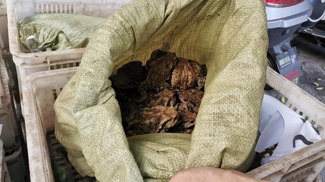 泸州两父子在地下室藏1000多斤野生癞疙宝(图3)