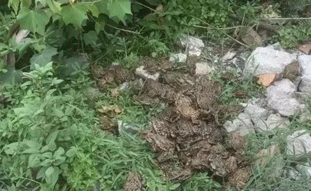 泸州两父子在地下室藏1000多斤野生癞疙宝(图6)