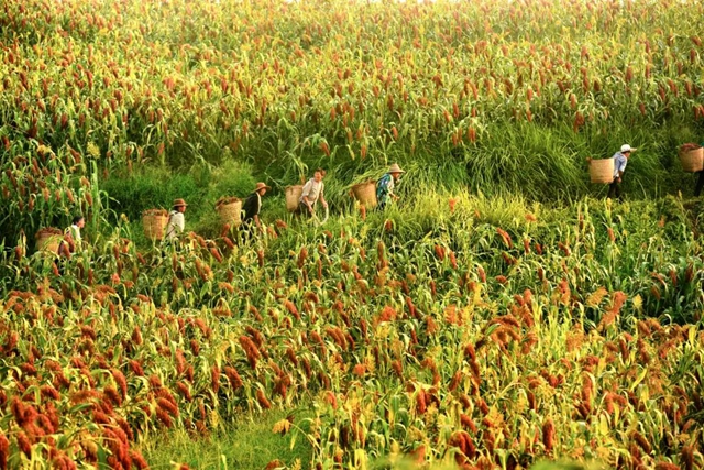 泸州​美景“霸版”《中国摄影报》！20张照片动人心魄(图16)