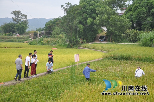 专家现场验收！亩产652公斤！总产40万吨！泸县2021年水稻绿色高质高效创建项目再创佳绩(图1)