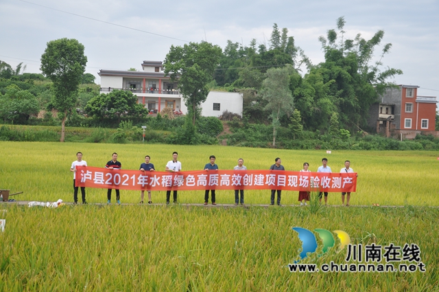 专家现场验收！亩产652公斤！总产40万吨！泸县2021年水稻绿色高质高效创建项目再创佳绩(图3)