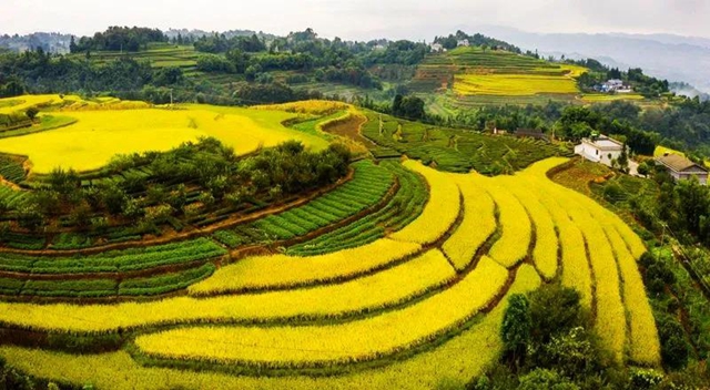 秋收丨叙永：红岩水稻大丰收，满田尽披“黄金甲”(图3)