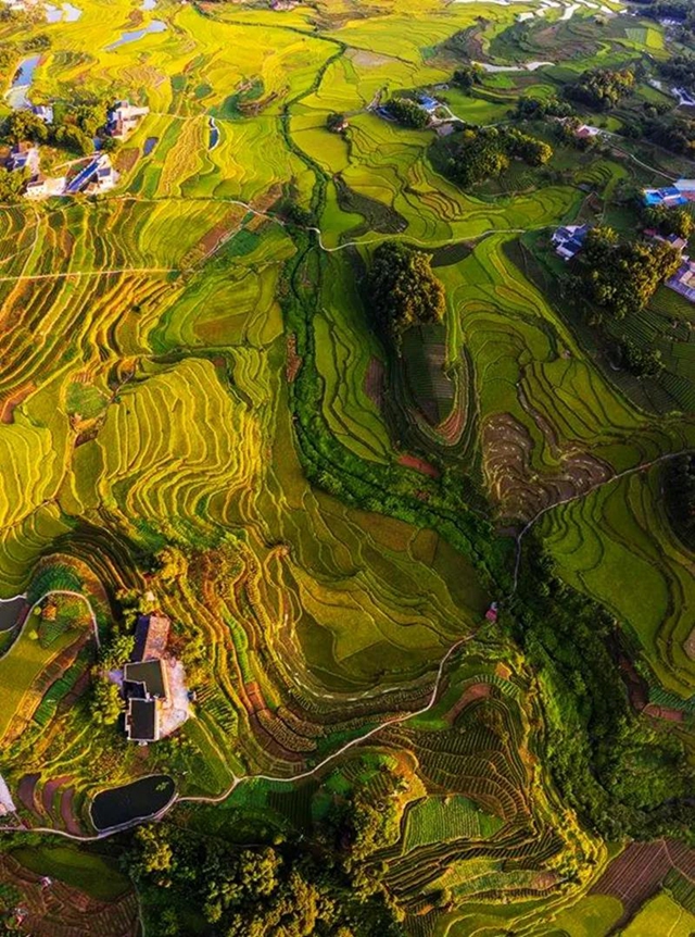 秋收丨叙永：红岩水稻大丰收，满田尽披“黄金甲”(图2)