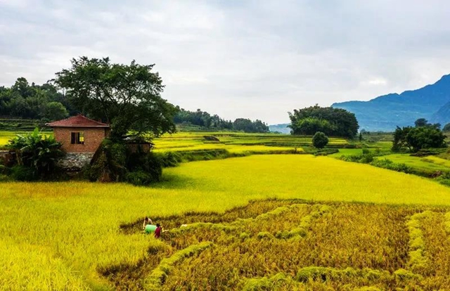秋收丨叙永：红岩水稻大丰收，满田尽披“黄金甲”(图4)