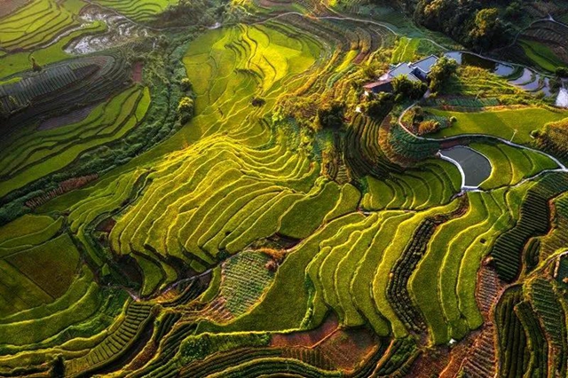 秋收丨叙永：红岩水稻大丰收，满田尽披“黄金甲”(图5)