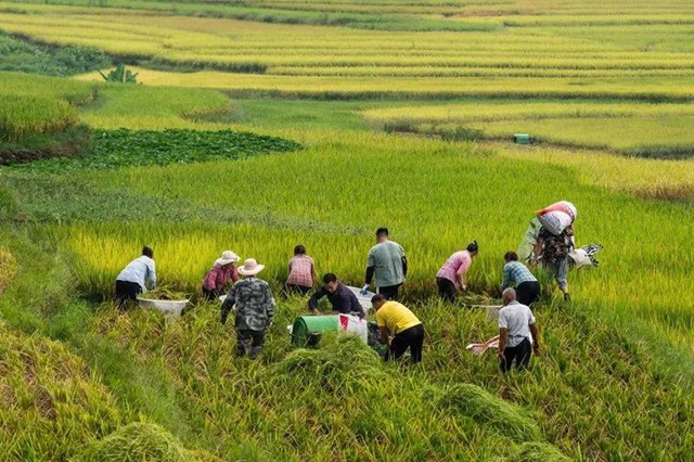 秋收丨叙永：红岩水稻大丰收，满田尽披“黄金甲”(图8)