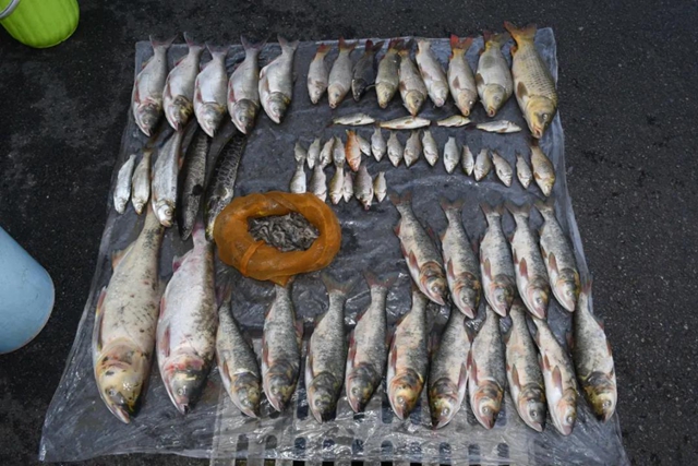 泸县：捕捞野生鱼千斤，6人落网(图9)