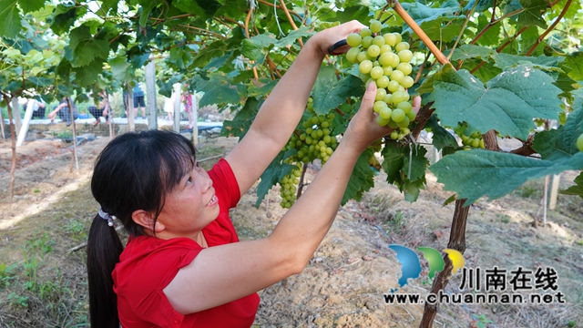 古蔺：葡萄飘香采摘忙，产销两旺果农笑(图3)
