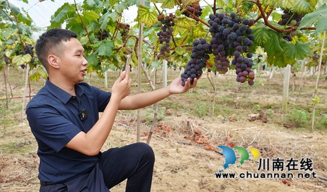 古蔺：葡萄飘香采摘忙，产销两旺果农笑(图4)